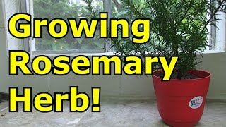 How to Grow Rosemary in a Pot [upl. by Mcmaster540]