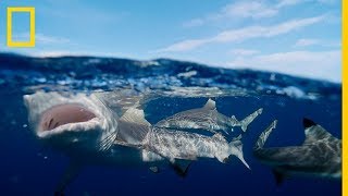 Tiburón SARDA GIGANTE devora TIBURÓN PUNTA NEGRA National Geographic en Español [upl. by Allekram]