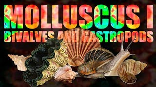 Mollusca I  Bivalves and Gastropods [upl. by Ydnew]