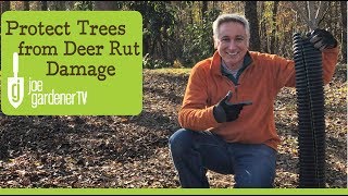 How to Protect Trees from Deer Rut Damage [upl. by Aderfla]