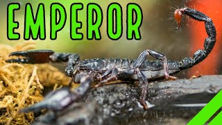 How To Care For The Emperor Scorpion Pandinus imperator [upl. by Gavin351]