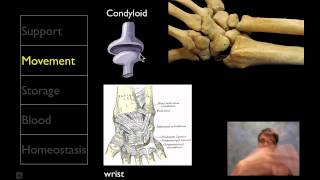 The Skeletal System [upl. by Urial]