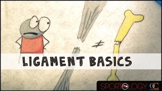 Ligament Basics  Science Explained [upl. by Lrae]