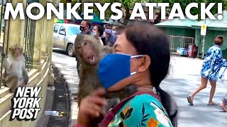 Monkey gangs are taking over Thailand amid coronavirus  New York Post [upl. by Iramo454]