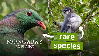 What is an endemic species  Mongabay Explains [upl. by Cannice]