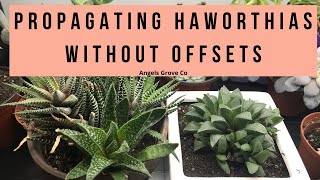 The Secret to Propagating Haworthia Succulents Fast No Offsets Needed  Angels Grove Co [upl. by Christiana371]