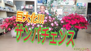 種屋が教える サンパチェンスの上手な管理方法（第二弾）タネのハシモト [upl. by Muller]