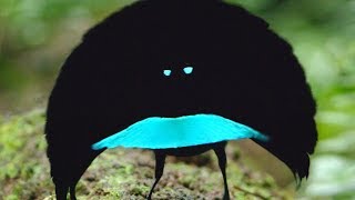 A new species The Vogelkop Superb BirdofParadise [upl. by Neenaj718]