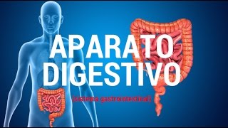 Aparato digestivo sistema gastrointestinal [upl. by Pickford]