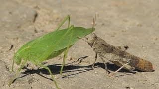 La sauterelle et le criquet  The Katydid and the Grasshopper [upl. by Iraj254]