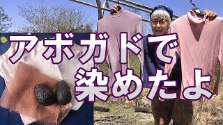 アボガド染め｜アボガド食べたら染め物しましょう｜台所で簡単草木染 [upl. by Ttcos]