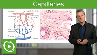 Capillaries Overview amp Definition – Histology  Lecturio [upl. by Cutlor]