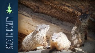 How Groundhogs Hibernate  Plus BABY Groundhogs [upl. by Ahsenet139]