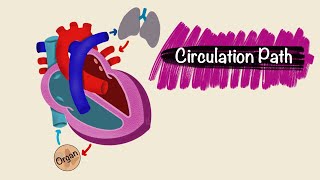 Circulation Pathway  Blood vessels  Cardiac Physiology [upl. by Etnuahc]