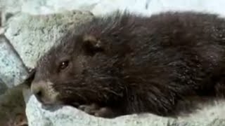 Cute Marmots Waking Up from Hybernation  BBC Studios [upl. by Doniv964]