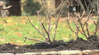 How To Plant A Rose Bush [upl. by Aljan600]