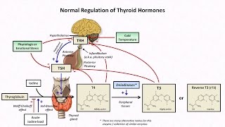 Thyroid Hormones and Thyroid Function Tests [upl. by Ilrebmik827]