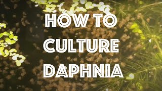 How To Culture Daphnia Magna [upl. by Hairehcaz674]