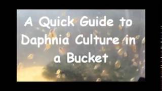 How to culture daphnia outside [upl. by Yelsgnik]