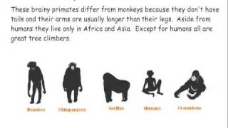 Primate Classification [upl. by Naitsyrk]