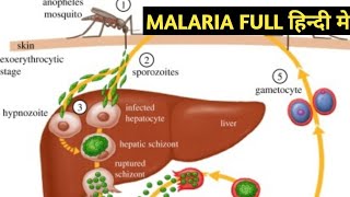 Malaria full information in hindi  Malaria parasite class in detail [upl. by Alemrac]