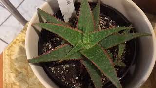 Is it an Aloe or Haworthia [upl. by Wrench]