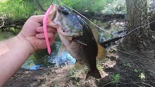 Is this the Best Bass Fishing River in Georgia 25 catches Canoochee [upl. by Junia]