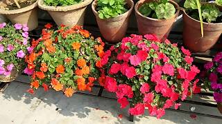 How to care Impatiens flower plants [upl. by Yesoj]