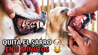 ELIMINA EL SARRO DE TU PERRO EN 5 MINUTOS FÁCIL Y RÁPIDO [upl. by Eimilb]