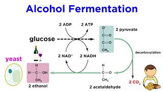 Anaerobic Respiration and Fermentation [upl. by Doris969]