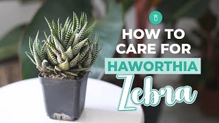 How to care for Haworthia Zebra  Tips for growing Haworthia Succulent [upl. by Dorise]