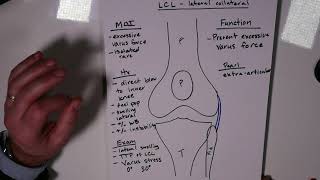 Anatomy of the Iliolumbar Ligament [upl. by Poland]