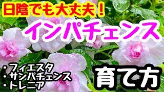 ■日陰で育つ❣️『インパチェンス』の育て方🌱 [upl. by Atiuqahc864]