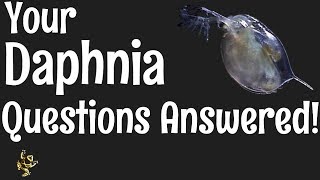 Daphnia Questions Answered [upl. by Biddy616]