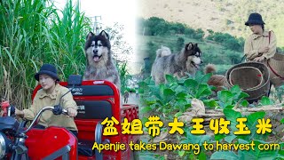 Apenjie takes Dawang to harvest corn  盆姐带大王收玉米【阿盆姐家的大王】 [upl. by Marshall762]