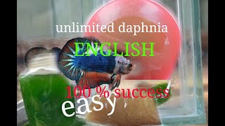 daphnia moina culture Easy way Unlimited production English  with sub Green water Chlorella [upl. by Notnef396]