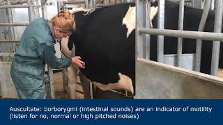 Abdominal examination in ruminants [upl. by Ysnat]