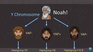 Shem Ham amp Japheth Haplogroups [upl. by Naloj]