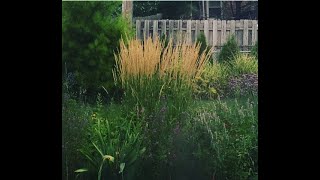 Dividing Karl Foerster Grass [upl. by Gordon]