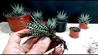 How to grow Zebra Plant Haworthia from cutting [upl. by Kally]