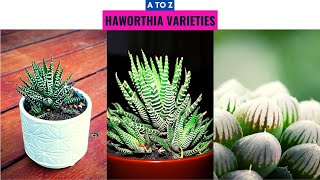 Haworthia Varieties A to Z [upl. by Dorlisa648]