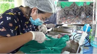 Hundreds Of Wild Monkeys Sterilised In Thailand [upl. by Lust]