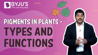 Pigments in PlantsTypes and Functions [upl. by Grimbald]