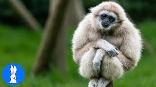 Cute Gibbons Playing amp Climbing [upl. by Stu]