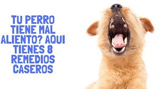 Tu Perro Tiene Mal Aliento Aquí Tienes 8 Remedios Caseros [upl. by Anrak]