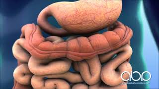 Digestive System in Action  3D Medical Animation  ABP © [upl. by Angel]