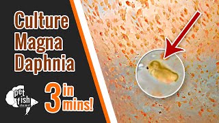 How to culture DAPHNIA MAGNA  The easy way [upl. by Endor]