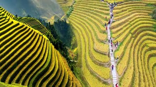 CHINAS UNBELIEVABLE RICE TERRACES TURNED INTO STUNNING TOURIST ATTRACTIONS [upl. by Eseekram]