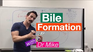 Bile Synthesis and Function [upl. by Kulseth]