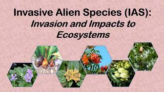 Invasive Alien Species Invasion and Impacts to Ecosystems ENS 201 [upl. by Yanehc742]